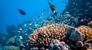 Katastrofa klimatyczna jest tu i teraz – od 2019 roku wyginęło 14 proc. raf koralowych