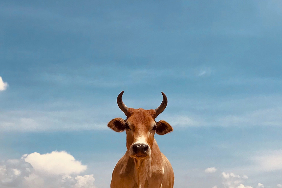 Krowy karmione wodorostami / Photo by Anand Thakur on Unsplash