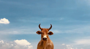 EKOLOGIA: Czy krowy karmione wodorostami ochronią środowisko? Wyniki eksperymentu