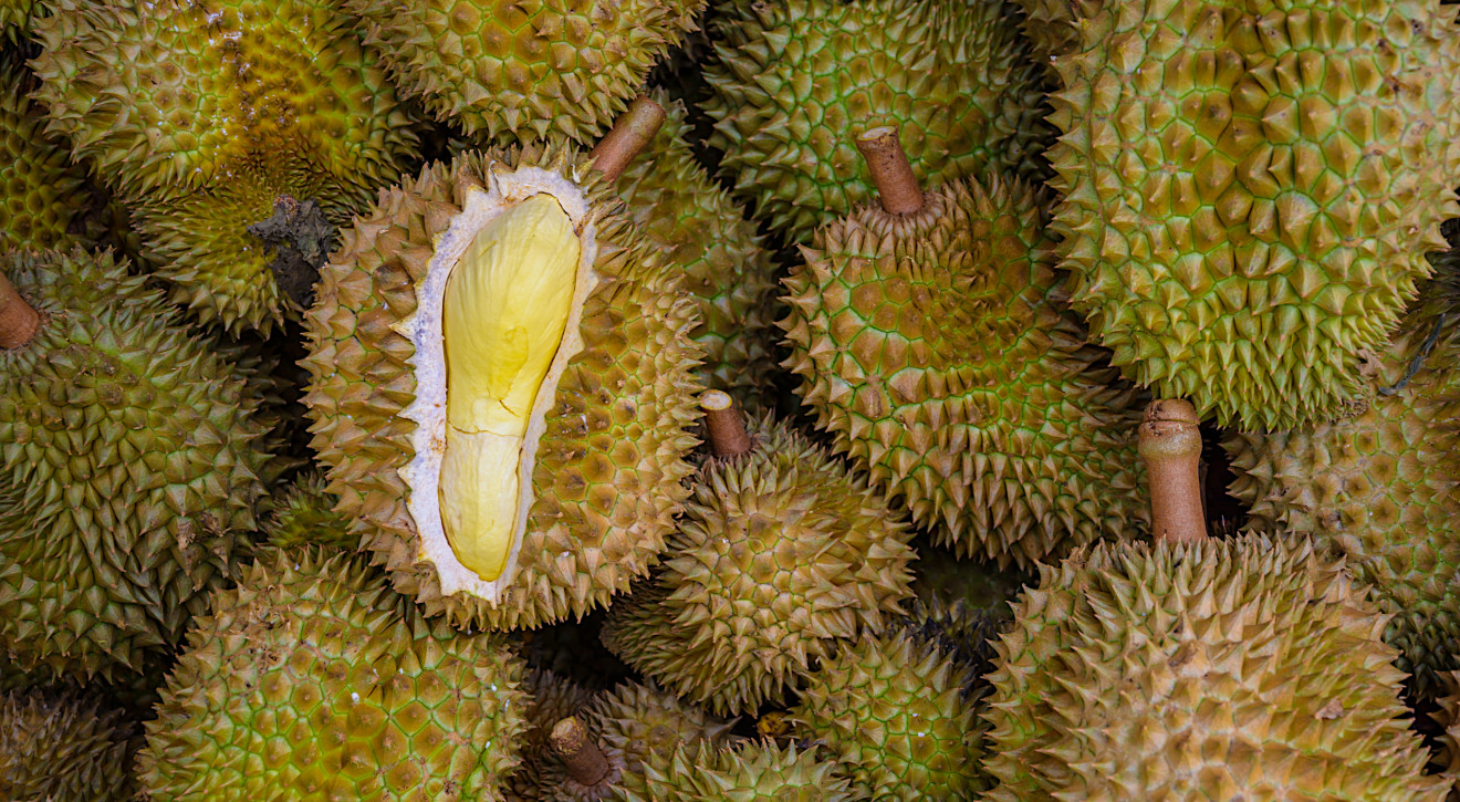 Durian z Nonthaburi - najbardziej pożądany owoc świata. Popyt na duriany jest tak duży, że rolnicy nie nadążają z produkcją