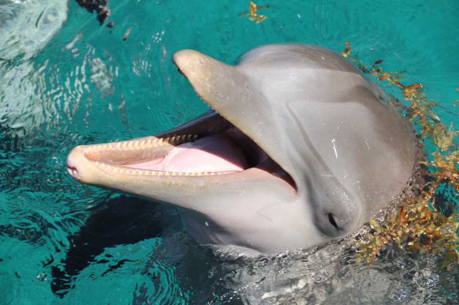 Chronotyp snu - delfin / Photo by darin ashby on Unsplash