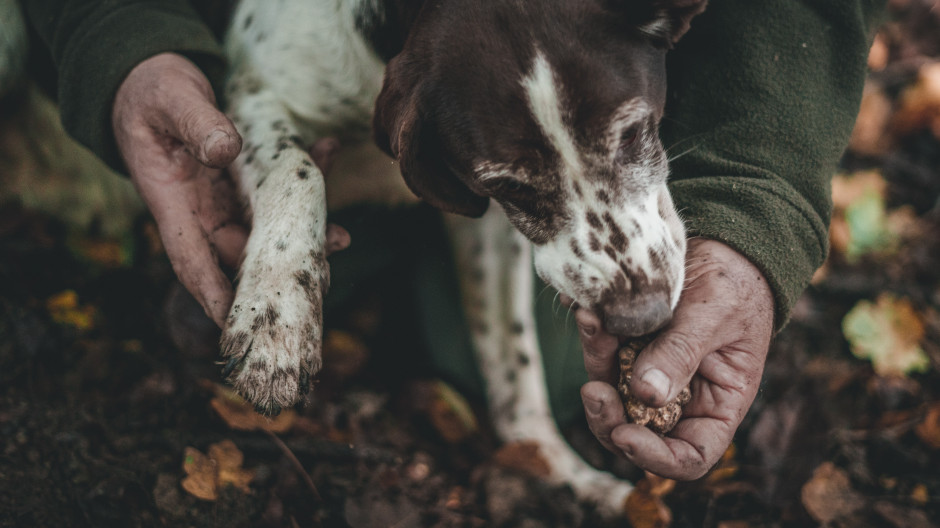 Czarne trufle działają jak marihuana / Photo by Andrea Cairone on Unsplash