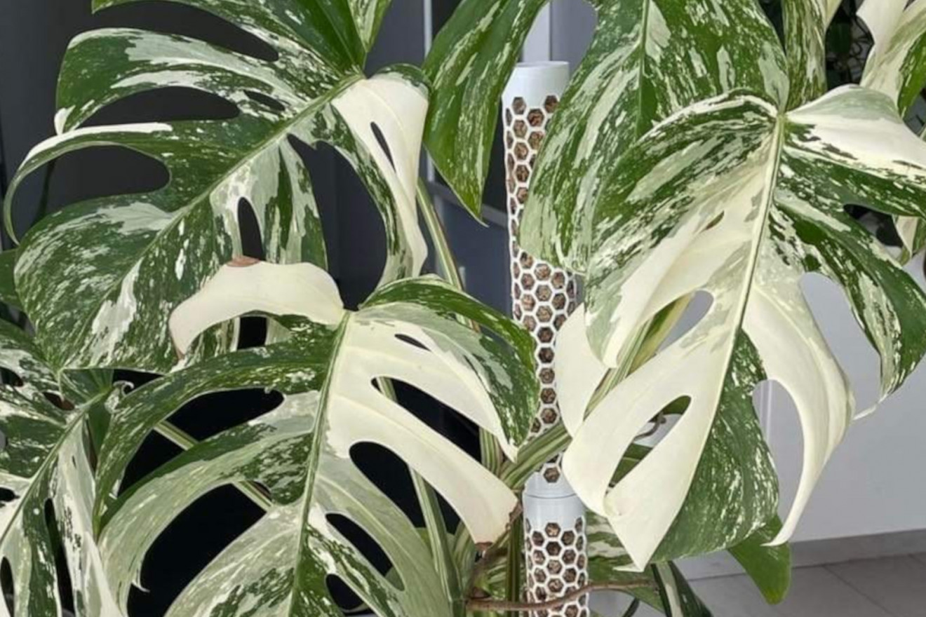 Monstera Deliciosa "Albo-Variegata" - jedna z najbardziej podanych rolin  doniczkowych wiata. Sprawd, czy masz j w domu!
