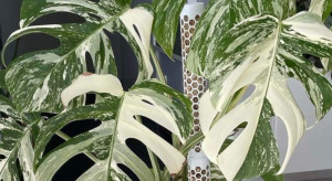 Monstera Deliciosa "Albo-Variegata" - jedna z najbardziej pożądanych roślin doniczkowych świata. Sprawdź, czy masz ją w domu!