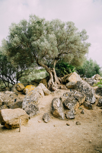 Wiekowe drzewo oliwne / Photo by Don Fontijn on Unsplash