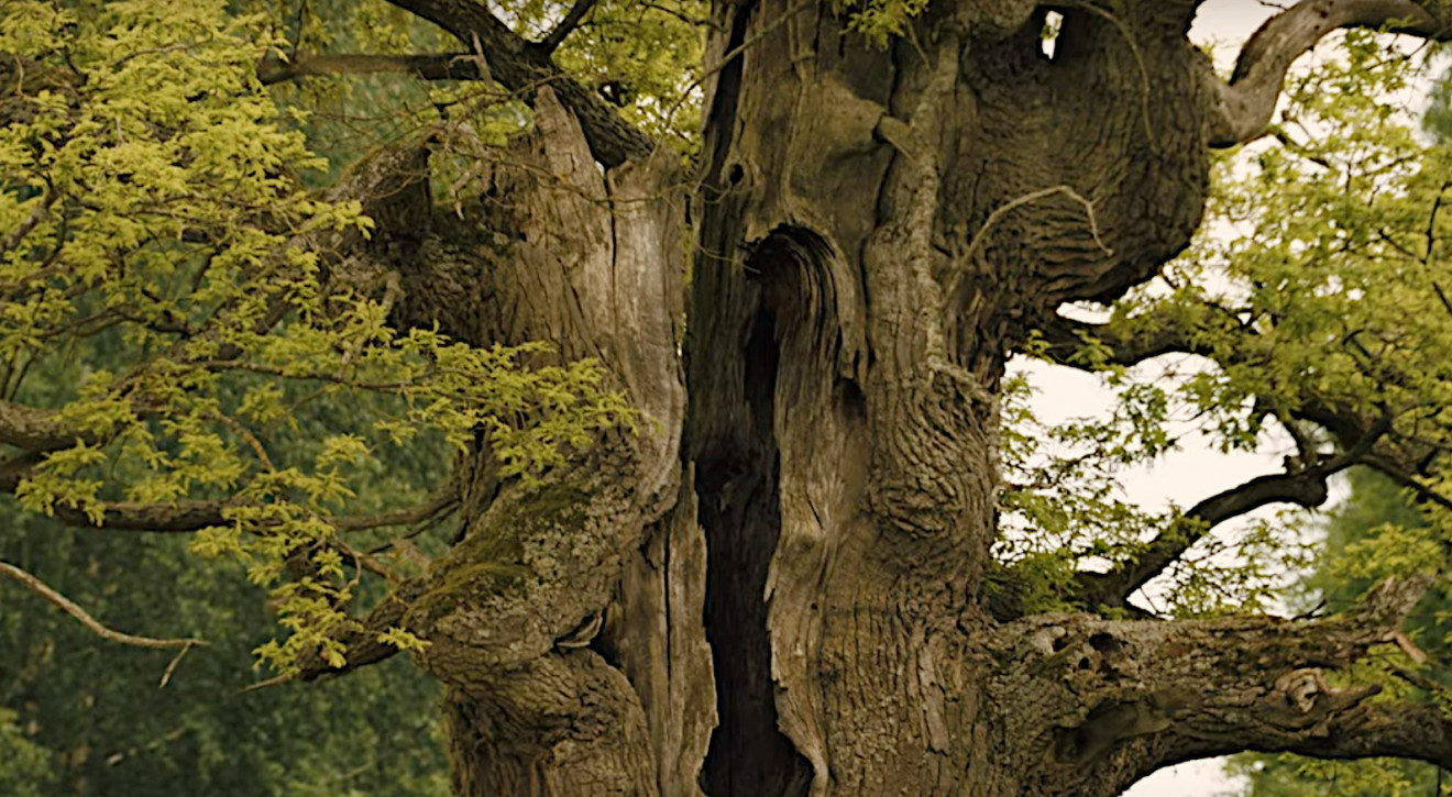 PODLASIE: 400-letni Dąb Dunin z Puszczy Białowieskiej polskim kandydatem na Europejskie Drzewo Roku