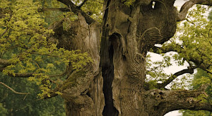 400-letni Dąb Dunin z Puszczy Białowieskiej walczy o tytuł króla drzew w konkursie Europejskie Drzewo Roku / kadr z YouTube