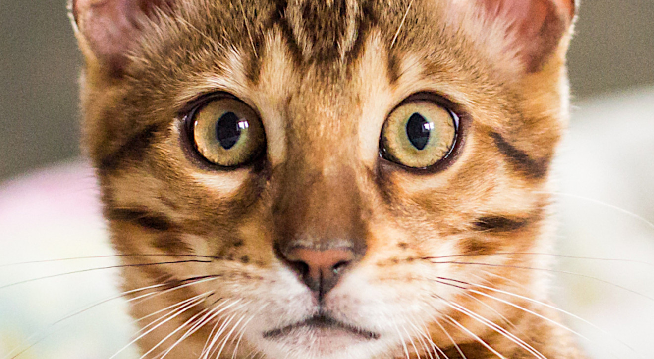 DZIEŃ KOTA: Bengalski, Ashera a może Sfinks? Oto najdroższe koty na świecie, które kosztują nawet 100 tys. dolarów!