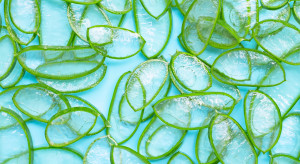 Sok z aloesu jako eliksir na piękną skórę i zdrowe jelita / Shutterstock