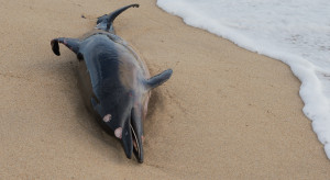 Martwy delfin na plaży/fot. Shutterstock