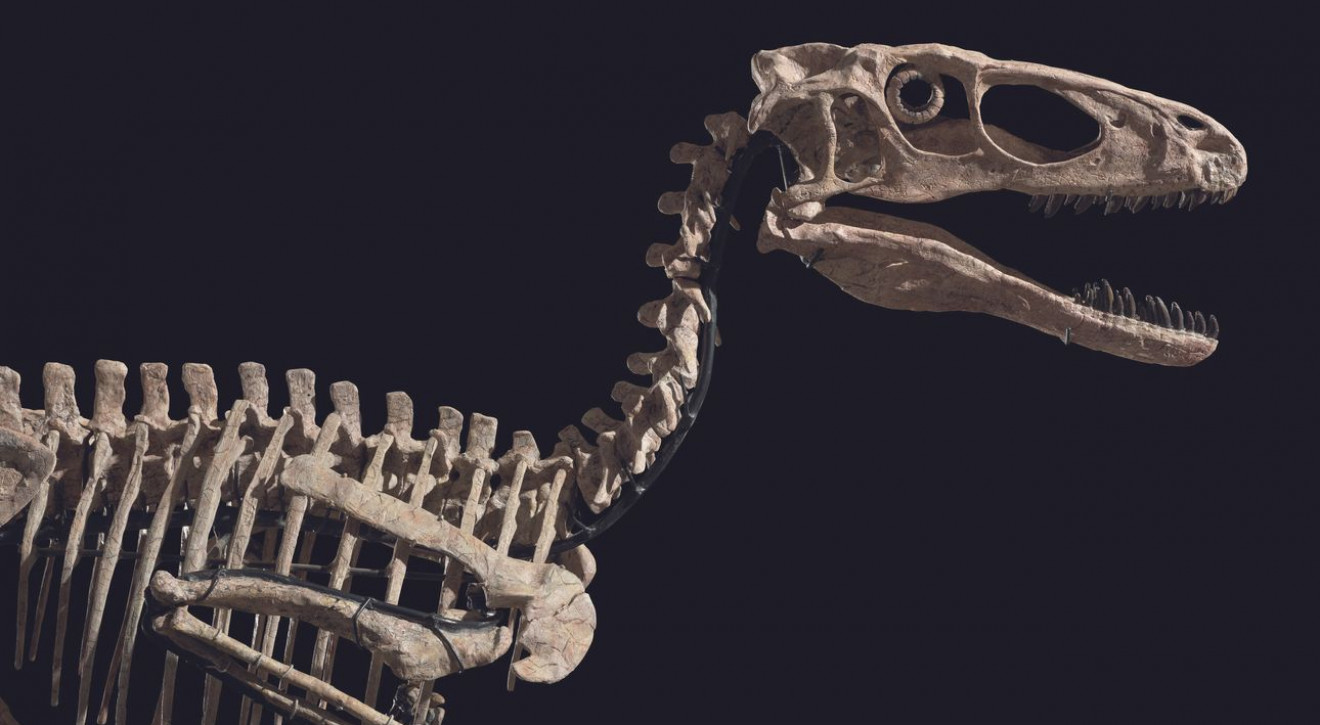 Szkielet dinozaura "HECTORA" liczący ponad 100 mln lat sprzedany za 12,4 mln dolarów. To on zainspirował twórców "Jurassic Park"