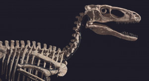 Rzadki szkielet dinozaura Deinonychus antirhopus trafi pod młotek Christie's / CHRISTIE'S