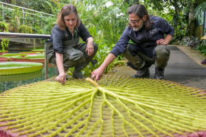 Naukowcy identyfikują nowy gatunek gigantycznych lilii wodnych królowej Wiktorii / Kew Gardens