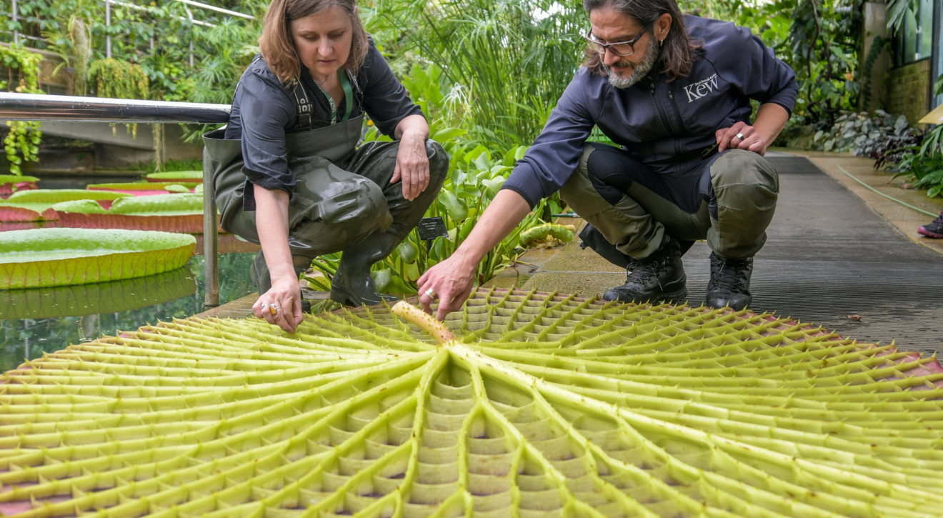 LONDYN KEW GARDEN: Odkryto nowy gatunek gigantycznej lilii wodnej