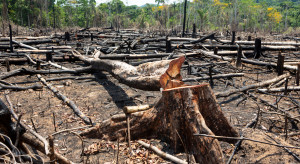Brazylia. Rekordowa wycinka Amazonii, fot. Shutterstock