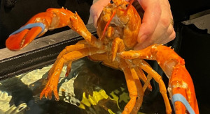 Rzadki gatunek homara został uratowany przez pracowników restauracji na Florydzie / restauracja Red Lobster - Facebook