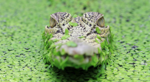 Londyńskie zoo umieściło torebkę z krokodyla na wystawie, fot. ZSL London Zoo