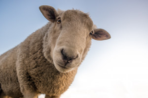 Gdańsk zatrudnił stado owiec do &quot;koszenia&quot; trawy. Można je podglądać w social mediach