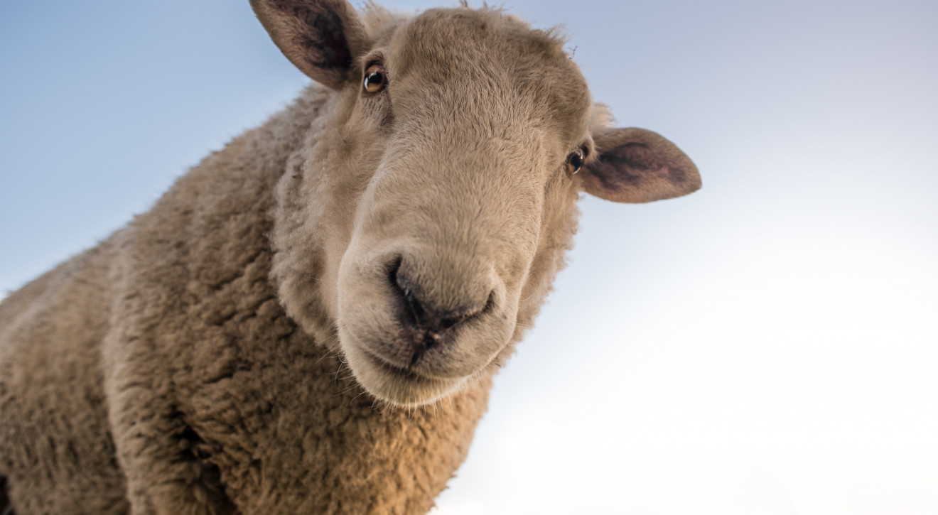 Gdańsk zatrudnił stado owiec do "koszenia" trawy. Można je podglądać w social mediach