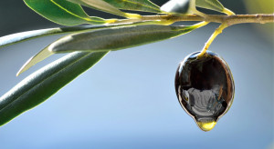 Ceny oleju szybują. Oliwa też będzie drożna. Wszystko przez falę upałów w Europie  fot. Shutterstock
