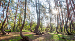 Krzywy las  jednym z  najbardziej magicznych lasów na świecie / Shutterstock