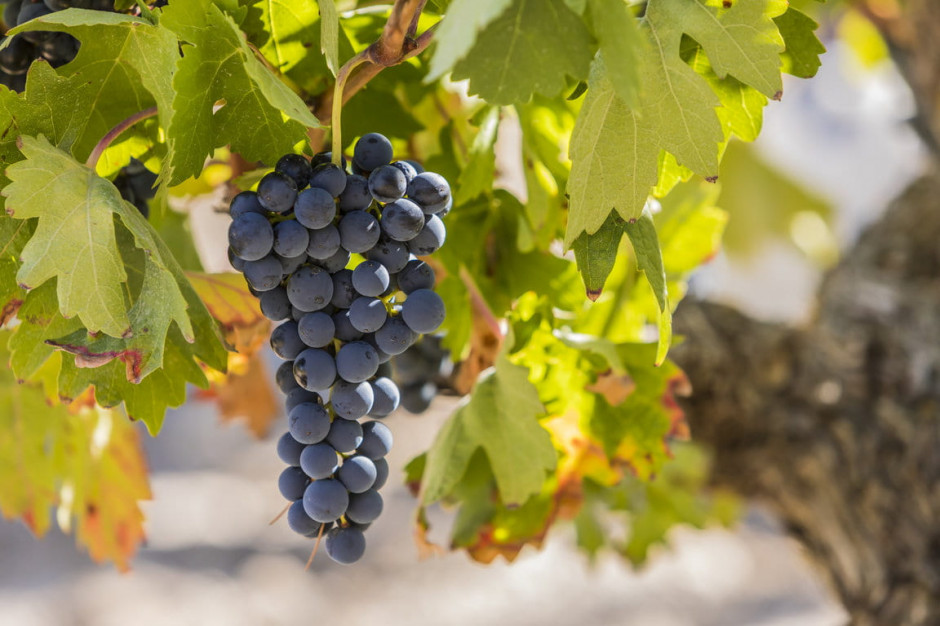 Podr e Szlakiem Wina Ribera Del Duero Najszlachetniejszy Region Podr e Szlakiem Wina Ribera Del Duero Najszlachetniejszy Region