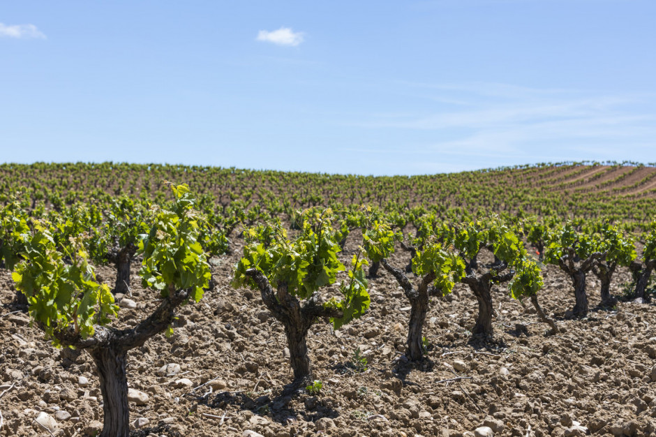 Winnice w regionie Ribera del Duero, fot. mat. prasowe