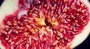 Jak powstają figi? / Shutterstock