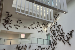 Amsterdam. Rijksmuseum zrezygnowało ze sprzątania. Nową wystawę stworzą... pajęczyny i owady!