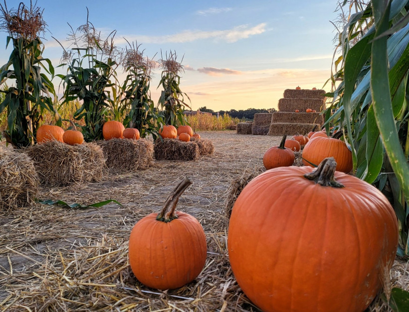 Pumpkin Farm Warsaw