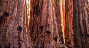 Najstarsze drzewa na świecie / Getty Images
