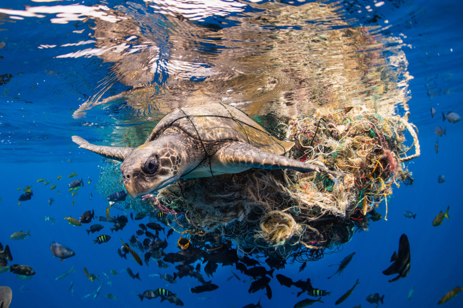 Żółw uwięziony w sieci rybackiej u wybrzeży Sri Lanki, fot. Simon Lorenz 