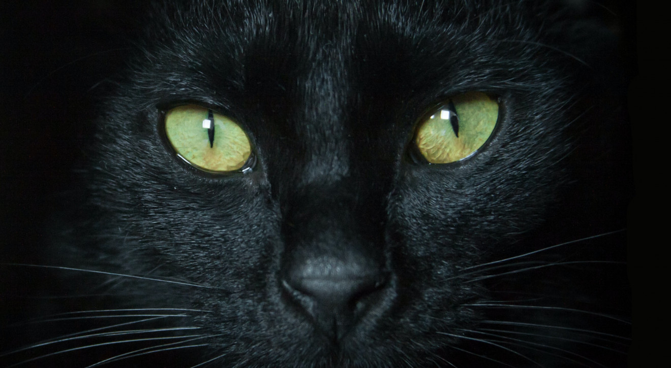 HALLOWEEN: Egipska bogini, okultyzm i papież polujący na czarownice, czyli krótka historia czarnego kota