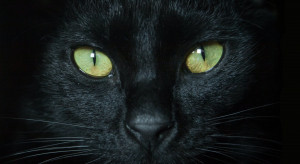 Dlaczego czarny kot kojarzy się z Halloween? / Adel Grőber z Unsplash