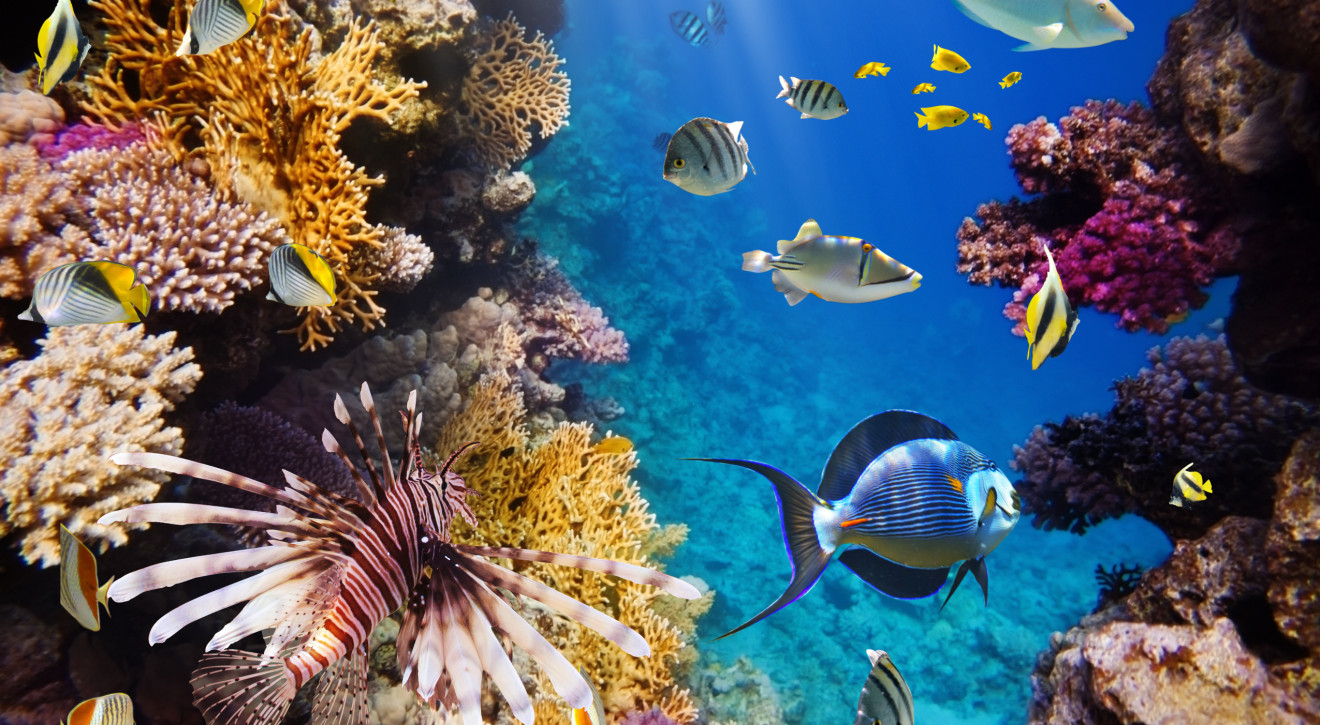 Ta rafa koralowa zmartwychwstała! Cud czy geniusz Matki Natury? Naukowcy mają własną teorię