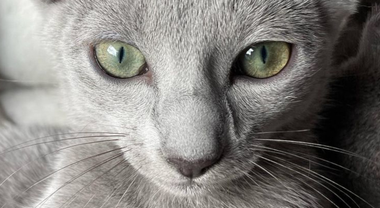 Kotka Ginette została najpiękniejszym kotem na świecie 2022. Włoska piękność ma polskie korzenie