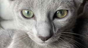 Kotka z polskiej hodowli to najpiękniejszy kot na świecie! / Instagram Luigina Bertaglia