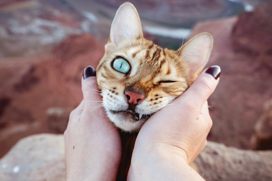 Kot Suki, czyli najpopularniejszy kot - podróżnik na świecie / Instagram @sukiicat