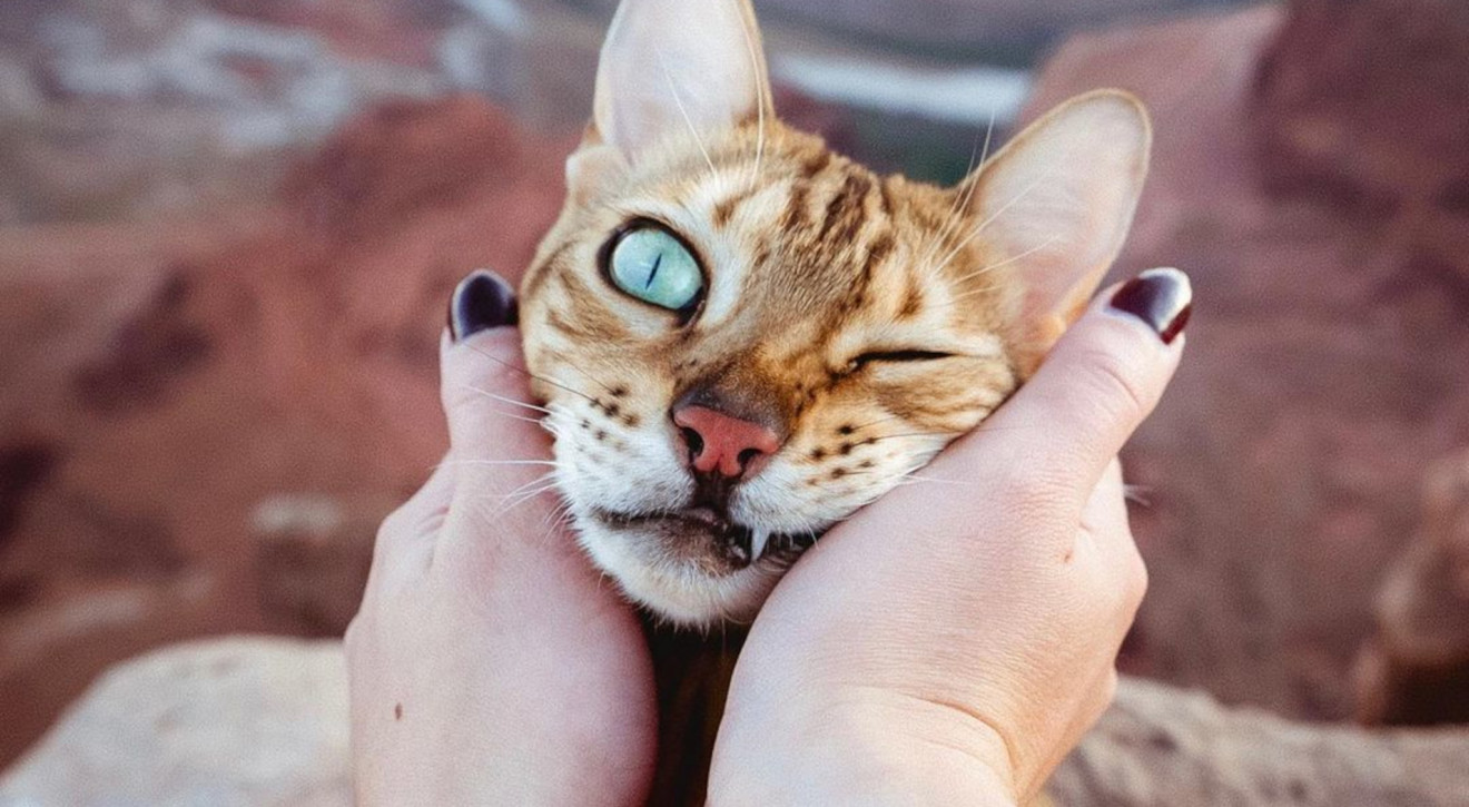 Oto SUKI - najpopularniejszy kot na Instagramie. Miliony śledzą jego podróże