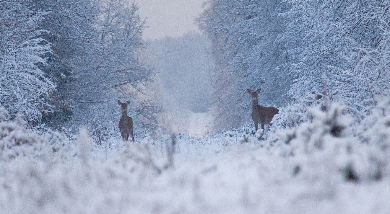 Puszcza Białowieska - jedno z najbardziej niedocenianych miejsc Europy / Shutterstock Puszcza Białowieska w prestiżowym rankingu. To tutaj kręcono "Opowieści z Narni"
