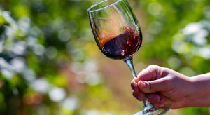 Kryzys w regionie Bordeaux. Wycinka tysięcy hektarów winnic i masowe protesty winiarzy, fot. Shutterstock