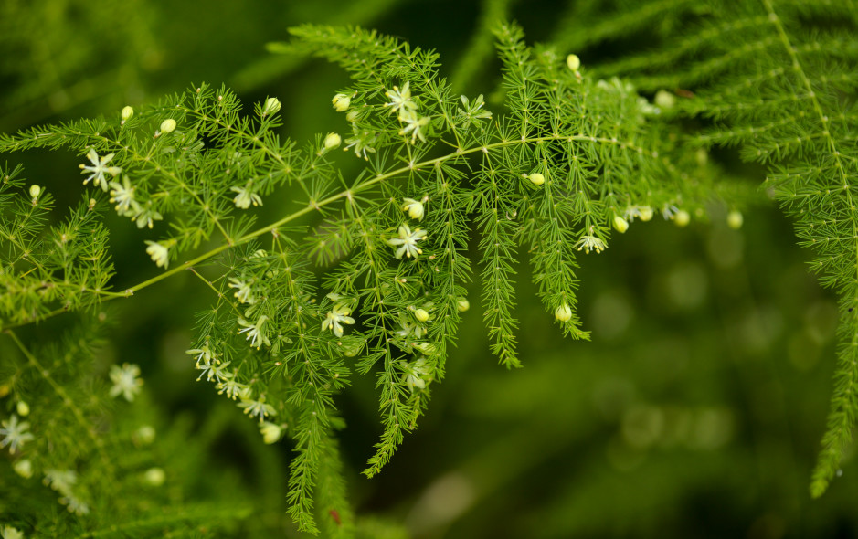 Asparagus pierzasty - modna roślina we wnętrzach / Shutterstock