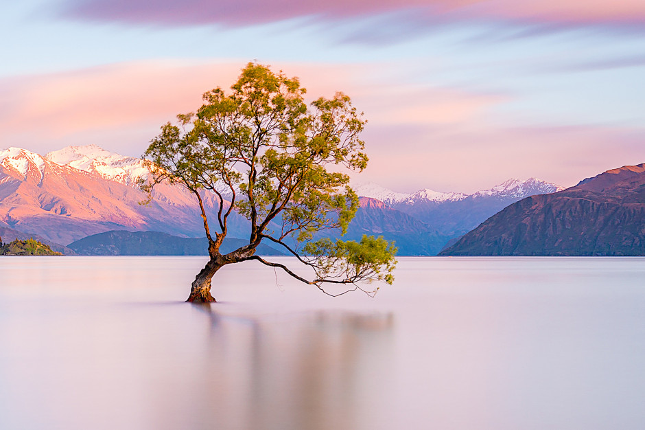 10 krajów najbogatszych w cuda natury / Drzewo Wanaka w Nowej Zelandii - Shutterstock