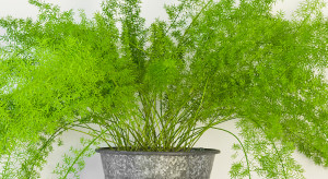 Asparagus pierzasty - modna roślina we wnętrzach / Shutterstock