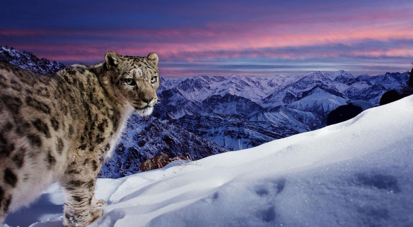 Śnieżna pantera najlepszym "dzikim zdjęciem" roku. "Duch Himalajów" podbił serca głosujących