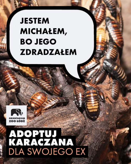 Orienatrium w Łodzi plakat