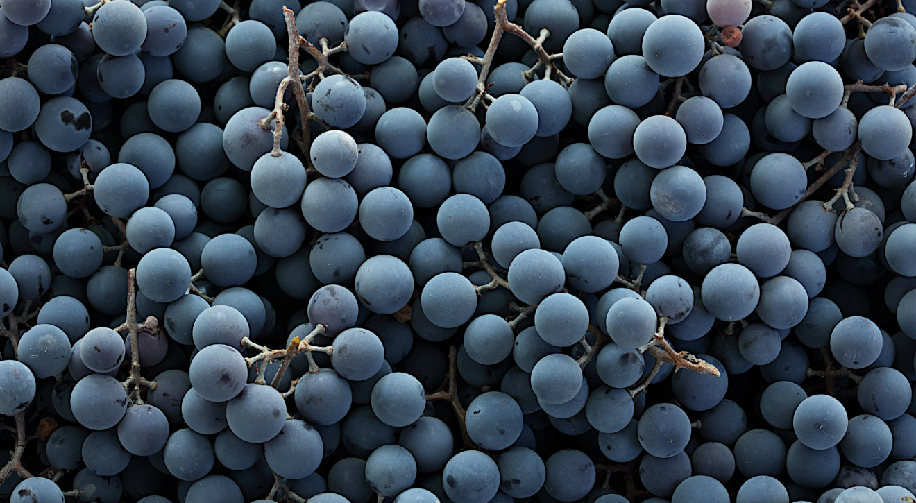 Od kiedy ludzie piją wino? Naukowcy dotarli do prehistorycznych winogron