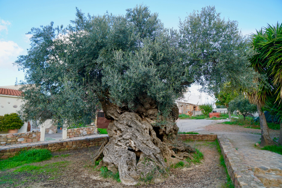 Oliwne drzewo z Vouves - jedno z najstarszych drzew świata / Shutterstock