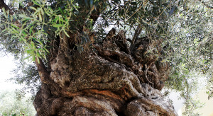 Oliwne drzewo z Vouves - jedno z najstarszych drzew świata / Shutterstock