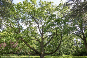 Dąb Fabrykant z Łodzi został Europejskim Drzewem Roku 2023! / Instagram @treeoftheyear